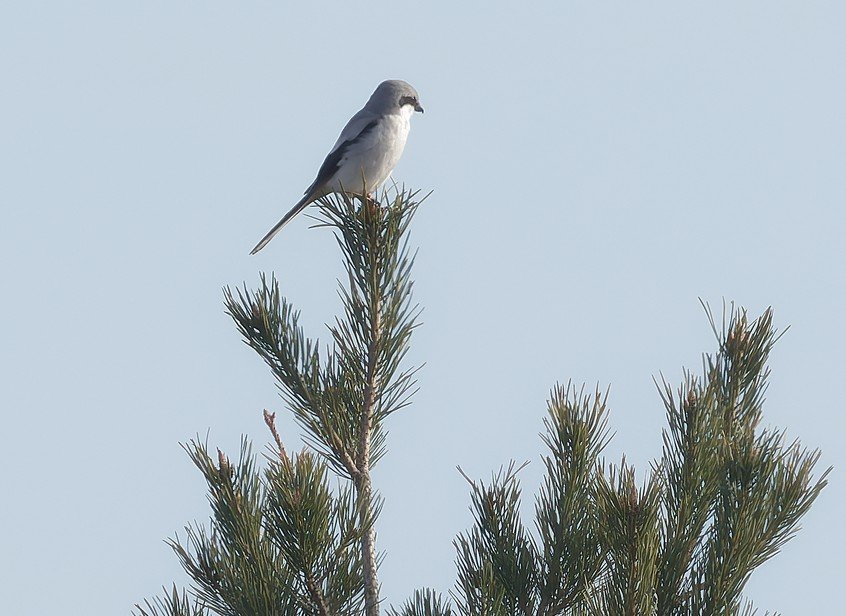 Broedvogelmonitoring Smalbroeken noord/Papenhoefsveld